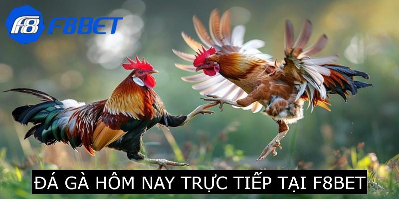 Đá Gà Hôm Nay Xem Trực Tiếp Chất Lượng Tại F8BET